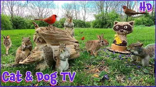 Squirrels, Bunnies & Birds | 10 Hour (No Ad Interruptions) Cat & Dog TV | Entertain your Pets 🐶😺