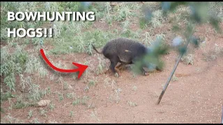 2 HOGS with a BOW in ONE HUNT!! (CLOSE SHOTS)