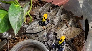 dart frog grow out update, and feeding,  dendrobates tinctorius