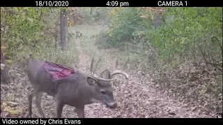 Deer missing back strap