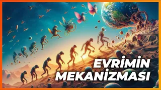 Evrimde Neyi Arıyoruz?