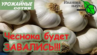 ЧЕСНОКА БУДЕТ ЗАВАЛИСЬ, ЕСЛИ ПОСАДИТЬ ЕГО ТАК!