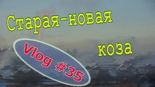 Старая-новая коза. Козлята пьют из миски. Мороз и снег // Юлия Артуровна