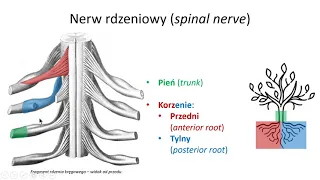 Nerw rdzeniowy i układ autonomiczny (wstęp)