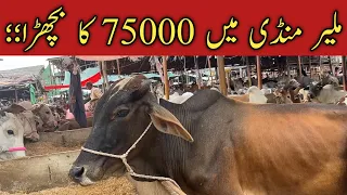 Malir Mandi Rate Update 06-June-2024 | Malir Cow Mandi