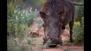 La vie autour d'un point d'eau - Namibie - Part IV par Thomas Deschamps