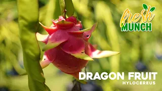 Sampling Dragon Fruit at La Vega Estate, Gran Couva Trinidad & Tobago | Fresh Munch