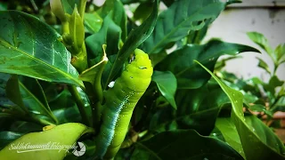 Green Caterpillar Video The Daphnis nerii