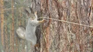 Белка сердится, Squirrel gets angry