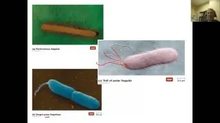 Chapter 3 (Part 2) External structures of prokaryotes