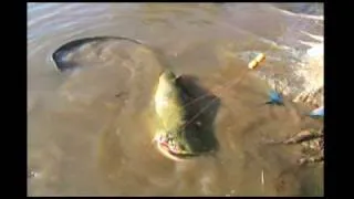 British girl catches world record fish