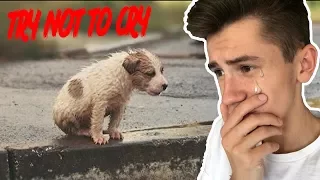 Глазами сбитой собаки | TRY NOT TO CRY CHALLENGE | ПОПРОБУЙ НЕ ЗАПЛАКАТЬ ЧЕЛЛЕНДЖ