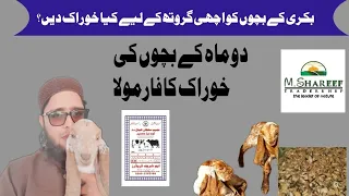 Goat 🐐 Kids Statar wanda | bakri k bacho ka wanda |Best food for 🐐 Kids