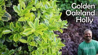 Golden Oakland® Holly