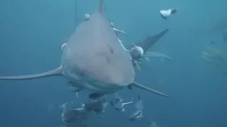 Baited Shark Dive, Aliwal Shoal (Umkomaas), South Africa