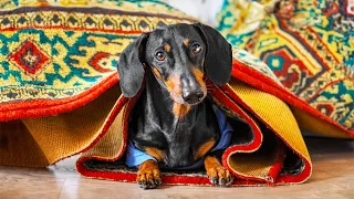 When in Rome, do as the Romans do!  Cute & funny dachshund dog video!