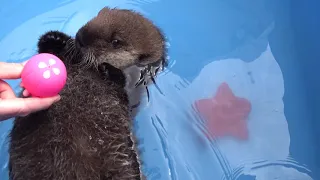 Orphaned Sea Otter Pup Joey and his Jellyfish Toy (or not)