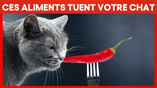 Les aliments dangereux que votre chat ne doit JAMAIS manger | Incroyablement Top