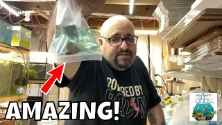 Amazing New Guppy Fish Unboxing