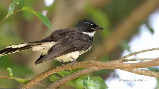 Malaysian pied fantail (Rhipidura javanica) Singapore Botanical Gardens #nature #birds