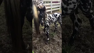 Необычный жеребёнок чубарой масти с мамой / Appaloosa Horse colt with a mother