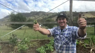 Preparing Pasture Soils for Broad Leaf Species.