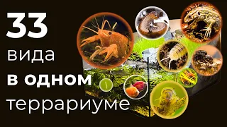 ОГРОМНЫЙ ТЕРРАРИУМ  ПОЛГОДА СПУСТЯ, КУЧА НОВЫХ ОБИТАТЕЛЕЙ!