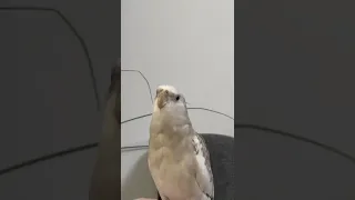 Don’t worry be happy, bird singing