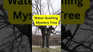 Montenegro's water gushing tree #shorts #shortsfeed #mulberrytree #montenegro #viral #facts #tree