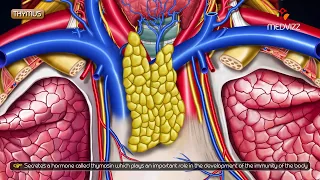 Gross anatomy of Thymus - Location and Relations