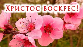 ХРИСТОС ВОСКРЕС! ВОИСТИНУ ВОСКРЕС! 🌹АВТОРСКИЙ СТИХ💖