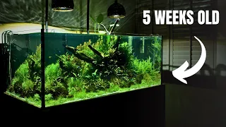 100 Gallon Customer Aquarium Start To Finish! Crazy Fast Plant Growth 😱