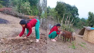 Manjita digging field to plant crops || Pregnant girl looking after her goats@AloneAdhirajnepal