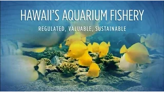 Hawaii's Aquarium Fishery:  Regulated, Valuable, Sustainable