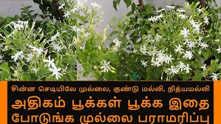 முல்லை மல்லி நித்யமல்லி இப்படி செய்தால் சின்னதிலே நிறைய மொட்டுக்கள் பூக்கள் வைக்கும் mullai tips