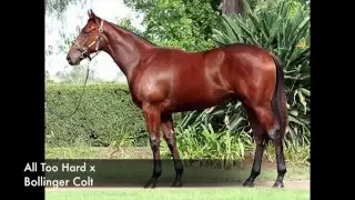 2016 Inglis Easter All Too Hard x Bollinger Colt To Be Trained By Ciaron Maher