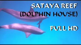 Sataya reef (Dolphin House) 2022 - Egypt