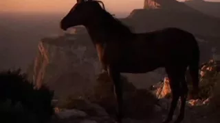 Horse Tribute