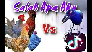 Ketika Ayam Kita Beraksi untuk Tiktok - Salah Apa Aku