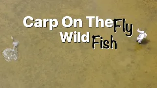 Carp On The Fly - Wild Fish - Fly Fishing for Carp