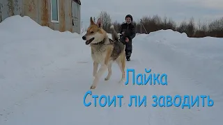 Лайка Западно сибирская