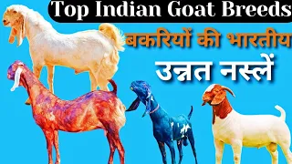 भारतीय बकरियों की सबसे अछी नस्लें // Indian Most Popular Goat 👍Goat Breeds for Farming #goat #breed