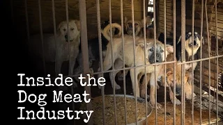 Inside The Korean Dog Meat Industry