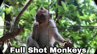☠️ Full Hunting Monkeys || full shot monkeys #monkey #babymonkey