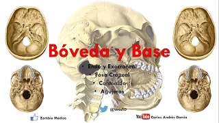 Anatomía - Bóveda y Base del Cráneo (Endo y Exocraneal, Fosas Craneales)