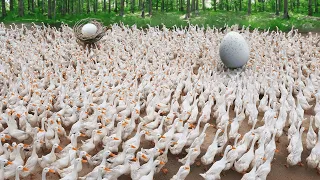 Business Model for Raising Free Range Ducks for Eggs - How to Raise Ducks for Eggs.