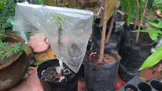 when to remove polythene cap of Grafted plant / polythene टोपी कलम के पेड़ से कब हटाए