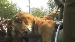 SunderKhal Village - 'Man-Eating' Tiger Shot Dead. [ Video January 2011]