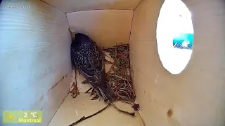 day 1 nesting time-lapse 2024/4/25