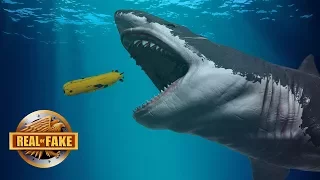 Live MEGALODON Found In MARIANA TRENCH - real or fake?